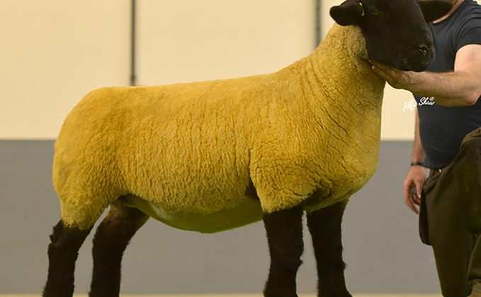 Bonanza Suffolk sale tops at 8,400gns