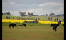  Cattle Australia is concerned about proposed new dietary guidelines and their impact on consumers. Picture Mark Saunders. 