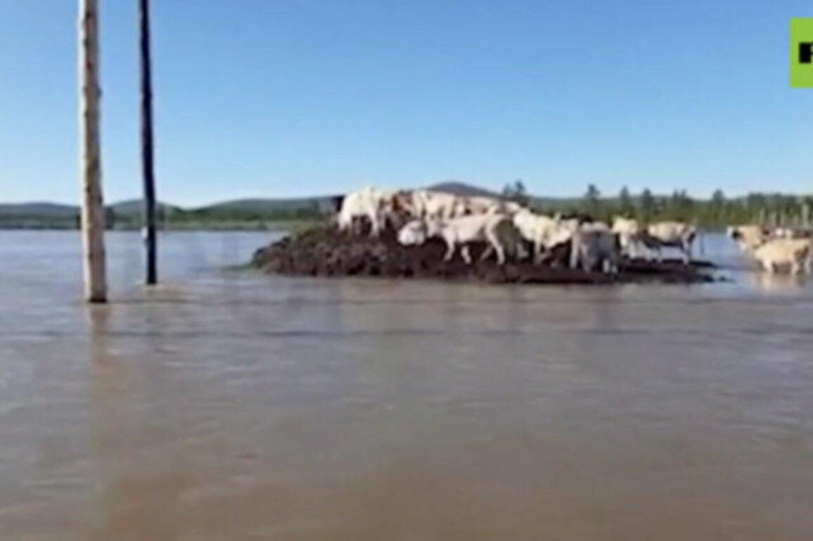 Summer floods wreak havoc in Russian Far East region (VIDEOS)