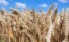 Markets react to global wheat issues