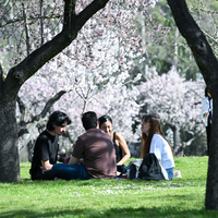 SPAIN-MADRID-ALMOND TREE-BLOSSOM