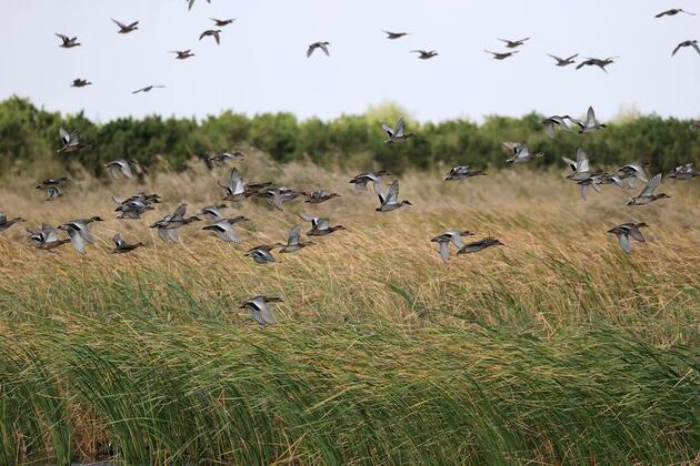 Birdwatchers flock to east China's Yellow River Delta for migration season