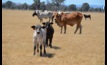  Australia's beef cattle herd continues to contract. Picture Mark Saunders.