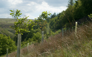 Study: Almost 60 million trees could go unplanted if Nature for Climate Fund is not renewed