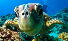 Don't close Yabulu: even this guy living on the Great Barrier Reef may influence the decision on Yabulu