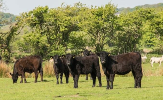 Shrinking cattle supply threatens to 'destabilise' Welsh beef industry