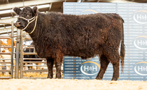 Sales round up: Record-breaking suckled calf sales, Limousin and Salers bulls to 7,000gns, dairy sales hit £4,550