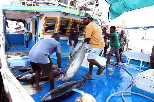 Asia Album: Fishermen's daily life in Negombo, Sri Lanka