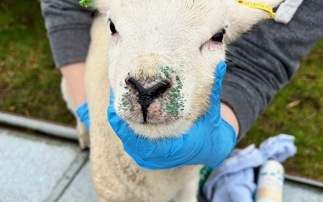 Partner Insight: Managing orf in your flock 