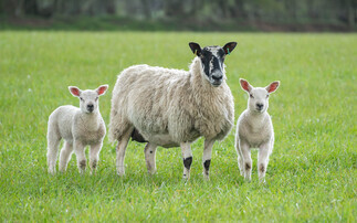 Bluetongue cases in Wales climb past 100