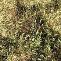Grass seeds pose seasonal danger to dogs in Ireland, warns charity
