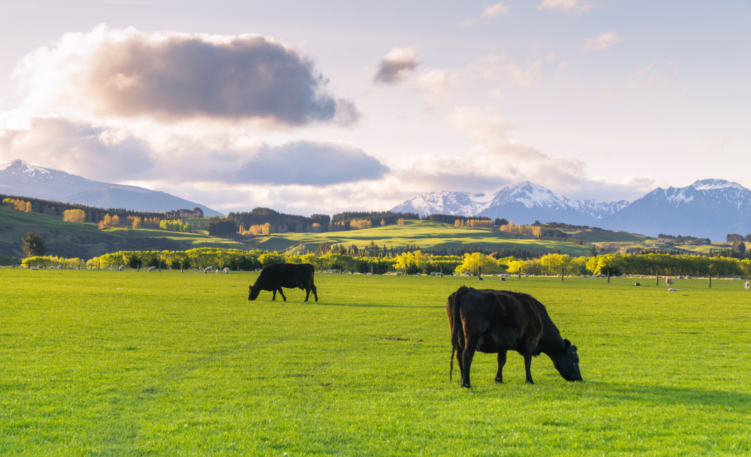 Cattle farm on South island, New Zeeland