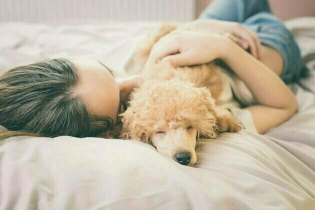 Your dog may be wilder than you think, according to canine sleep research