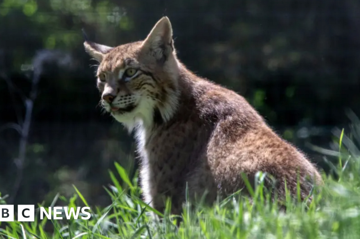 Illegal release lynx moved to new permanent home at Kingussie
