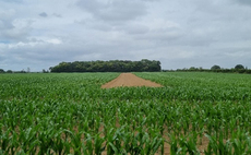 Securing maize seed treatments for next year and into the future
