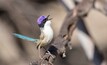 The endangered purple-crowned fairy wren