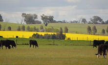  Beef has been a valuable export commodity in the past 12 months. Picture Mark Saunders.