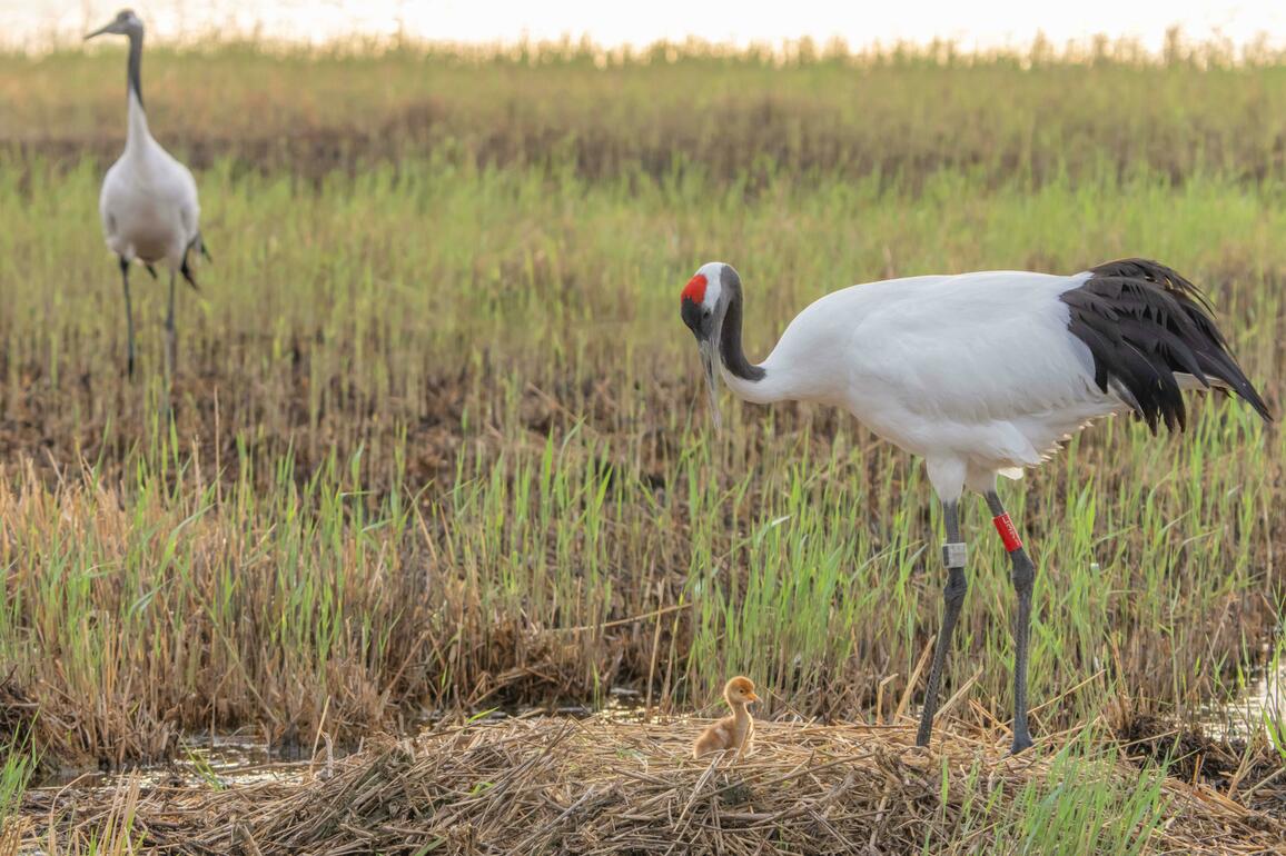 #CHINA-HEILONGJIANG-QIQIHAR-RED-CROWNED CRANES-BREEDING SEASON (CN)