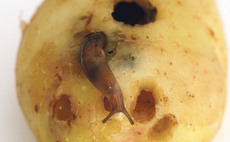 Soil conditions pose slug control challenges