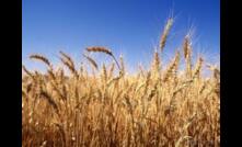  Rabobank expects above average global prices for grains despite some recent softening locally.