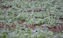 There have been some improvements in crop yield potentials across Australia in the past month. 