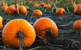 Top ten: Scotland's most popular pumpkin patches