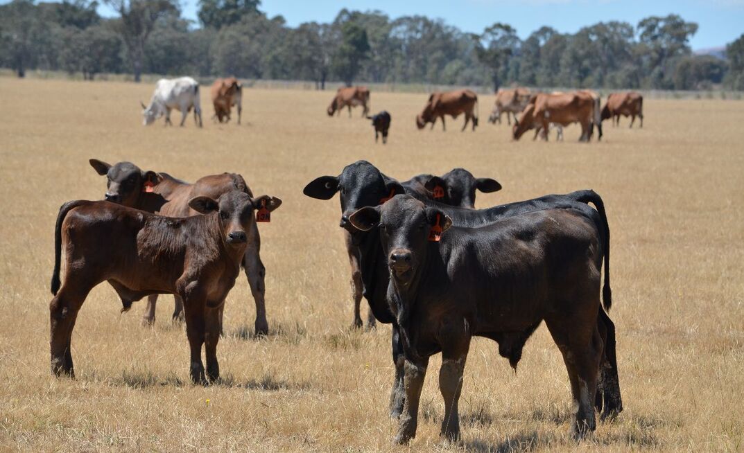 Farm leaders are feeling nervous ahead of free trade agreement negotiations with the EU. 