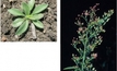 Winter the best time to watch for fleabane