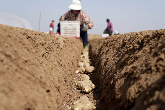 CHINA-SPRING PLOUGHING (CN)