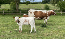 Renewed interest in Irish Moiled cattle