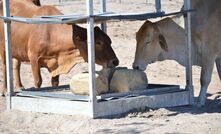 One of the key ways of reducing the risk of urea toxicity when feeding supplements is to keep them covered.