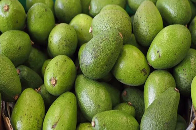 From unknown fruit to "new recipe" for earning: PM Modi highlights avocado farming, cites examples from South Indian states