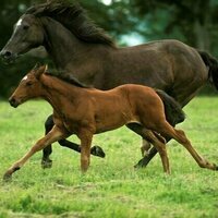 Four key health risks for racehorses - and how they can be minimised