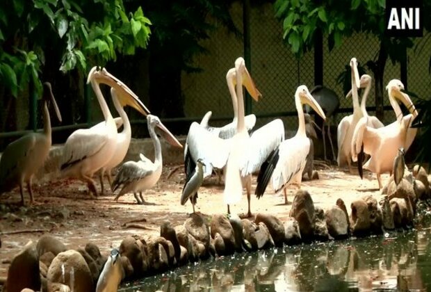 Tamil Nadu: Rosy Pelican hatchling in Coimbatore Zoo