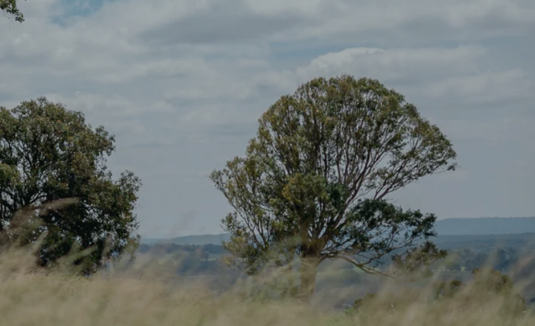 Fingerboards landscape.