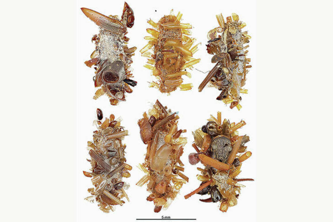 Hawaiis bone collector caterpillar wears body parts of dead prey