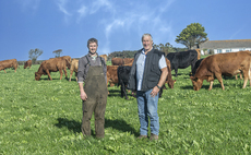 Focus on production efficiency on Cornish beef farm