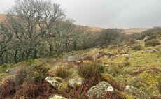 800 trees planted on Dartmoor as restoration work continues
