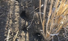 Representative bodies are seeking grower input to help with an application to permit the use of ZP50 mouse bait.