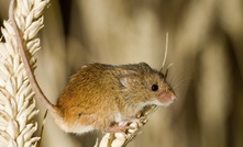 Mice alert for stored grain bunkers