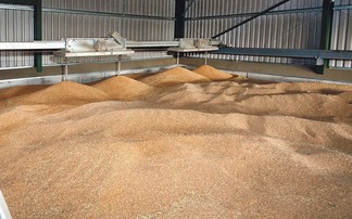 No sign of a significant drop in grain values