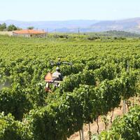 Portugal's Douro Valley winemakers struggle amid U.S. tariffs, export uncertainty