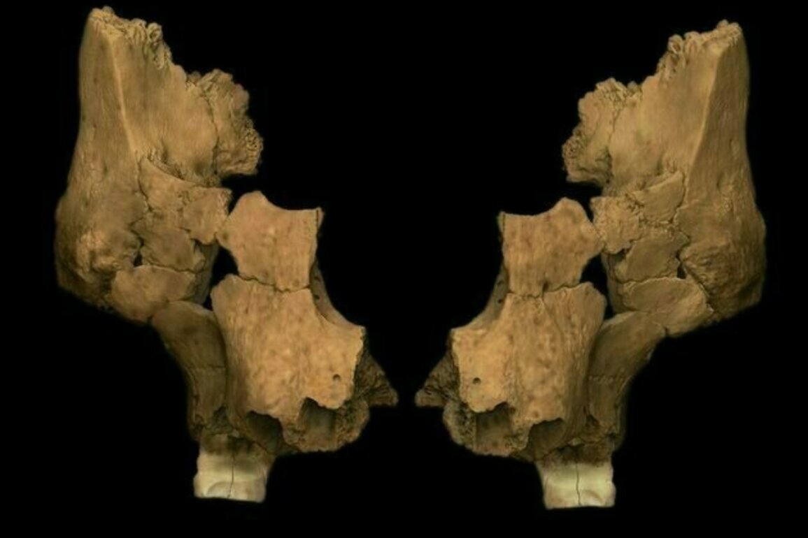 Western Europe's oldest human face discovered in Spain
