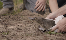 Platypus released into the wild.