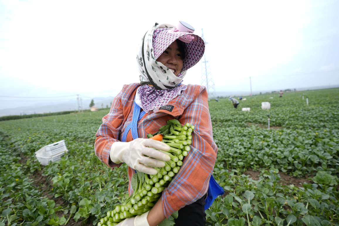 (VistaNingxia) CHINA-NINGXIA-GUYUAN-COOL-SEASON VEGETABLES (CN)