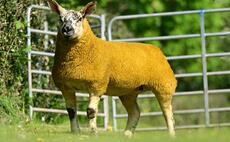 Auction mart sales round-up: Commercial sheep record set online, sheepdogs to 8,400gns at Skipton and dairy cattle to 3,500gns at Carlisle