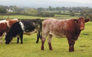 Irish beef farmers urged to 'sell hard' to meet strong demand