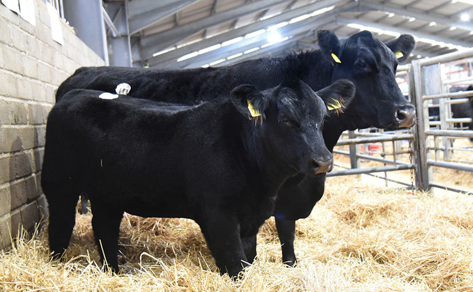 STIRLING BULL SALES: Cow and calf outfit sells for 62,000gns in Blelack dispersal