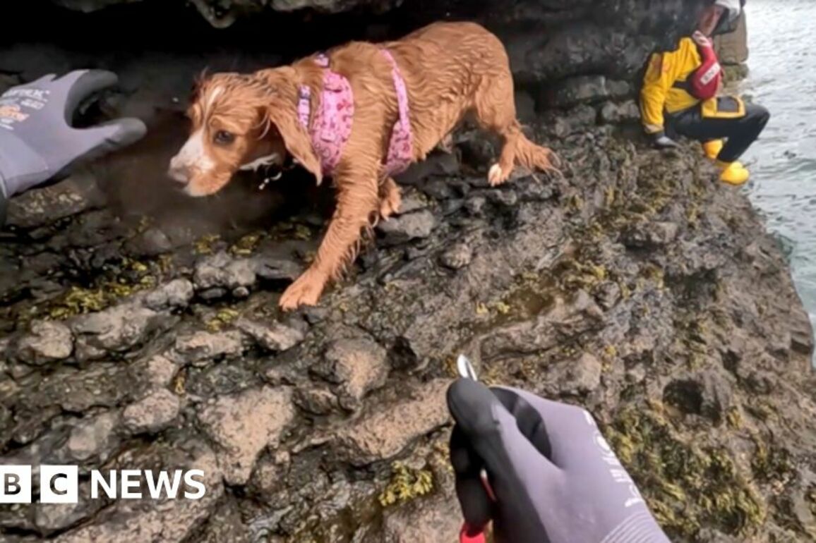 RNLI- Stranded dog rescued from cliff edge by volunteers