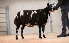  Sale highlights from marts around the country